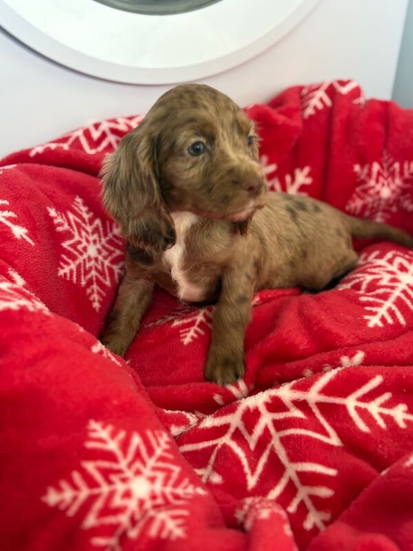 Cocker Spaniel puppies for sale in Sheerness, Kent – 8 weeks old