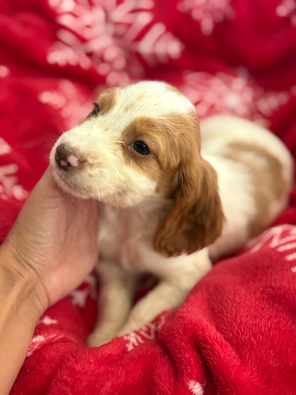 Cocker Spaniel puppies for sale in Sheerness, Kent – 4 months old - Image 2 of 5