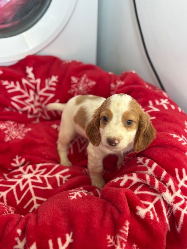 Cocker Spaniel puppies for sale in Sheerness, Kent – 4 months old - Image 3 of 5