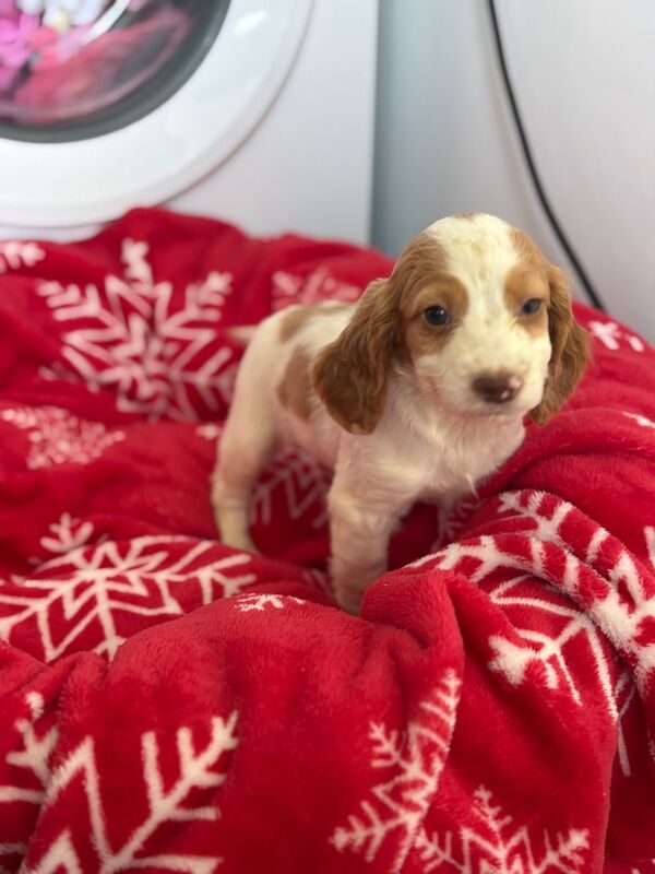 Cocker Spaniel puppies for sale in Sheerness, Kent – 4 months old - Image 4 of 5