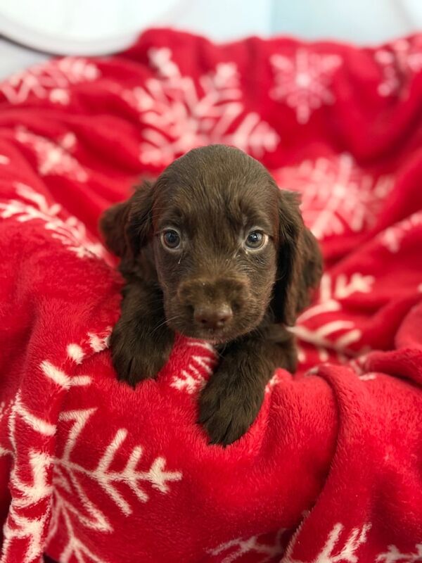 Cocker Spaniel puppies for sale in Sheerness, Kent – 4 months old - Image 5 of 5