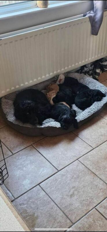 Beautiful Cocker spaniel puppys for sale - Image 2 of 4