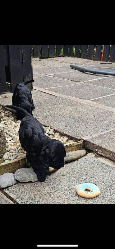 Beautiful Cocker spaniel puppys for sale - Image 3 of 4