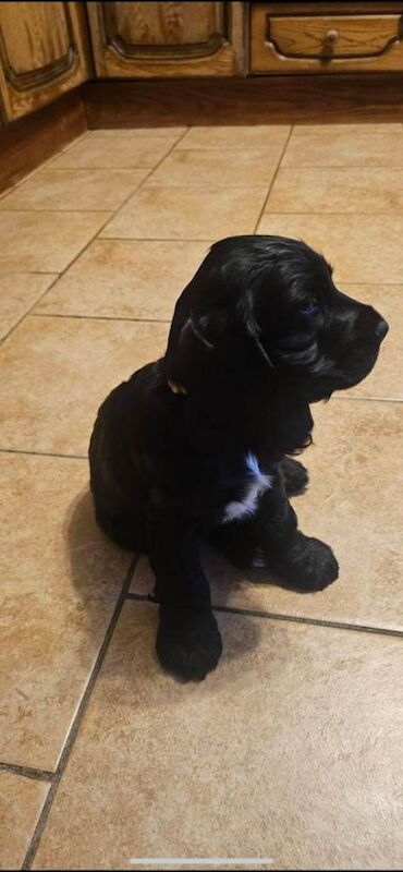 Beautiful Cocker spaniel puppys for sale - Image 4 of 4