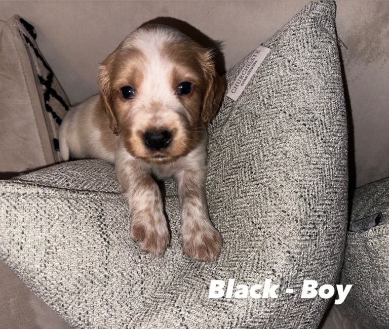 Cocker Spaniel puppies for sale in Upton, West Yorkshire – 9 weeks old - Image 2 of 3