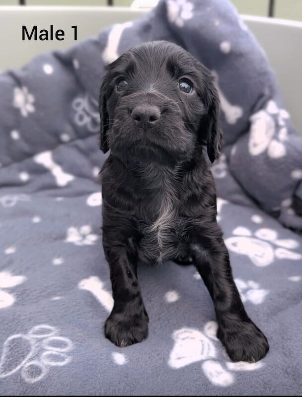 Beautiful cocker spaniel pups for sale in Crumlin, County Antrim - Image 3