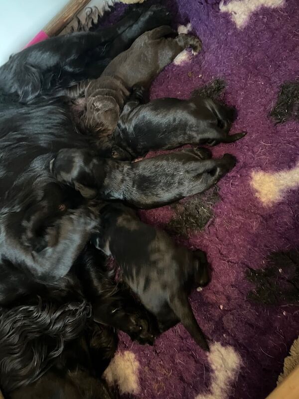 Beautiful cocker spaniel pups for sale in Holbeach, Lincolnshire