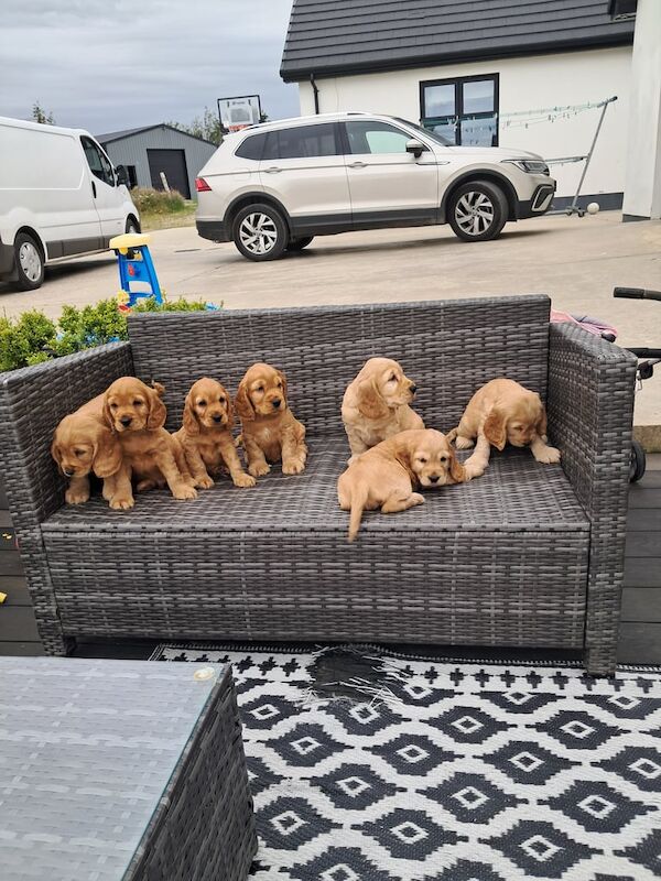 Beautiful cocker spaniel pups for sale in Castlederg, County Tyrone | Image 3