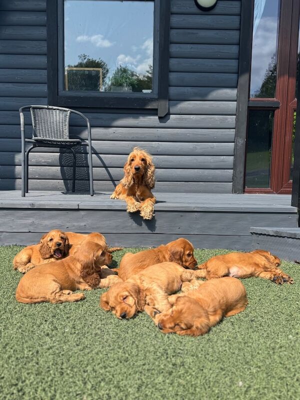 Cocker Spaniel puppies for sale in Lisnaskea, County Fermanagh – 7 weeks old