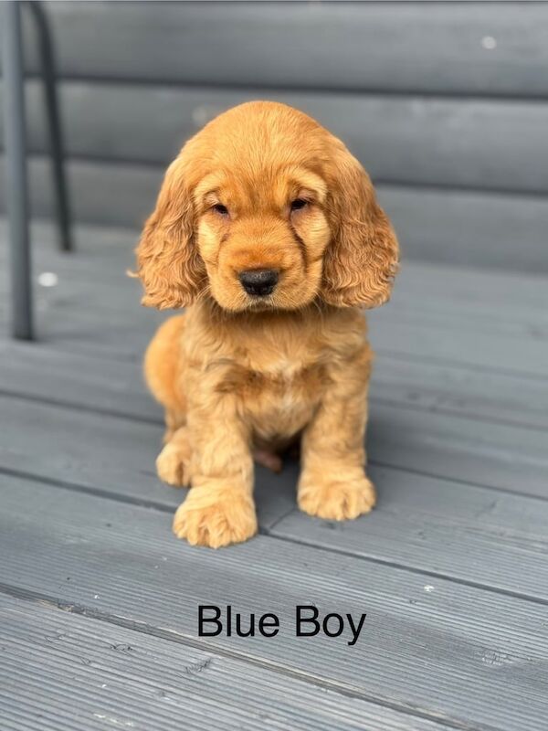 Cocker Spaniel puppies for sale in Lisnaskea, County Fermanagh – 7 weeks old - Image 2 of 3