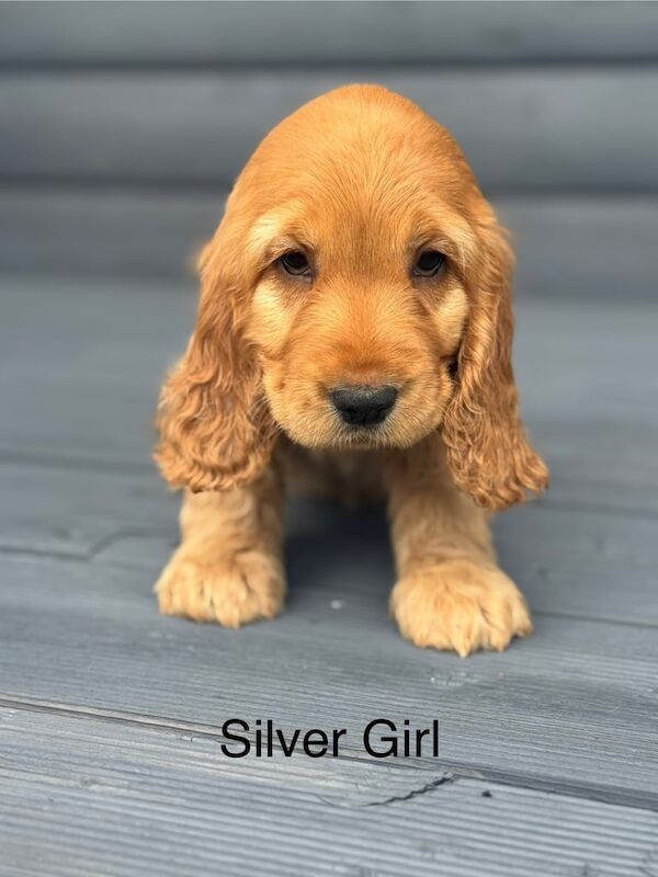 Cocker Spaniel puppies for sale in Lisnaskea, County Fermanagh – 7 weeks old - Image 3 of 3