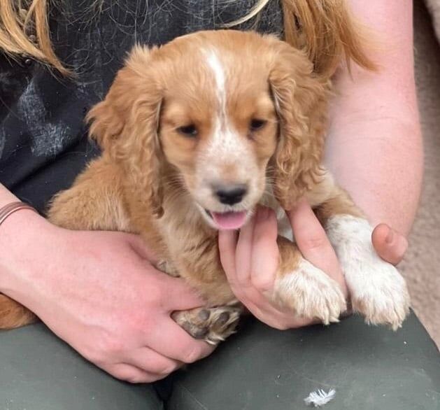 Cocker Spaniel puppies for sale in Retford, Nottinghamshire – 9 weeks old