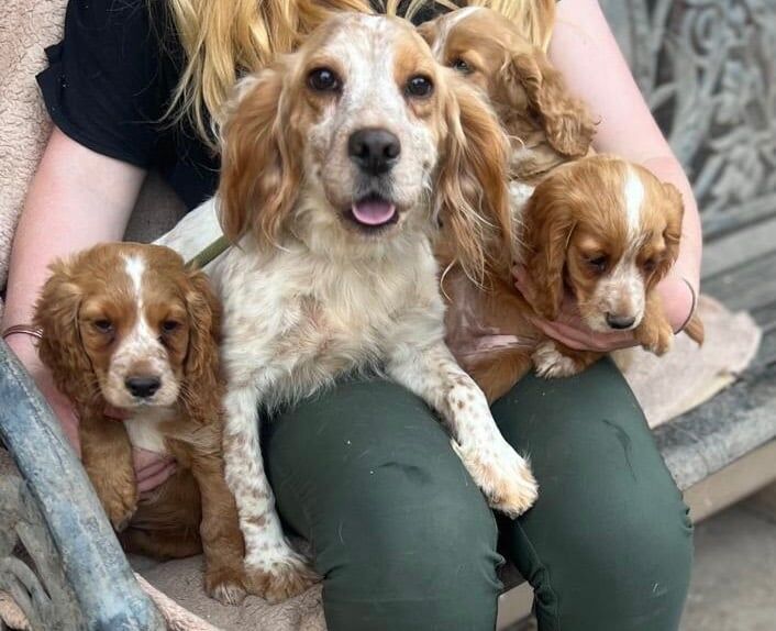 Cocker Spaniel puppies for sale in Retford, Nottinghamshire – 9 weeks old - Image 2 of 3