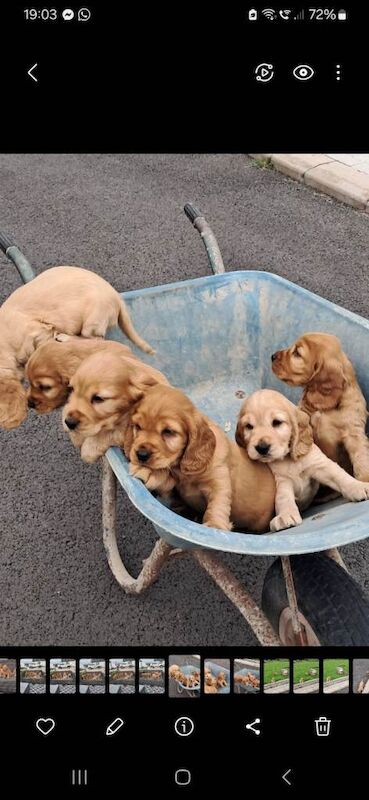 Cocker Spaniel puppies for sale in Castlederg, County Tyrone – 8 weeks old