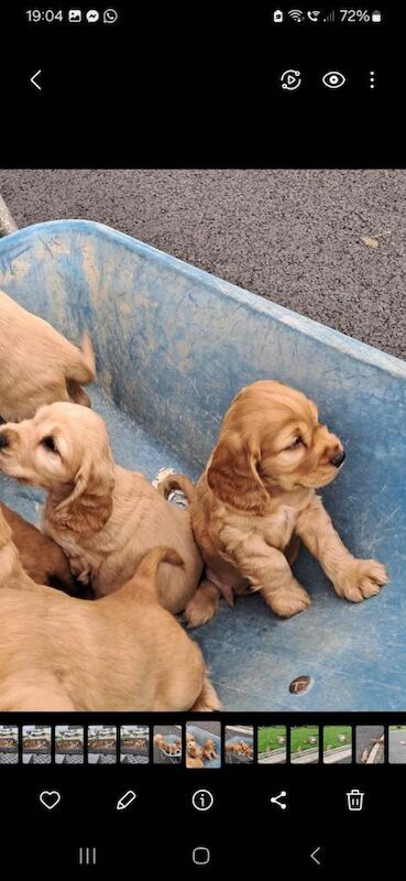 Cocker Spaniel puppies for sale in Castlederg, County Tyrone – 8 weeks old - Image 2 of 3