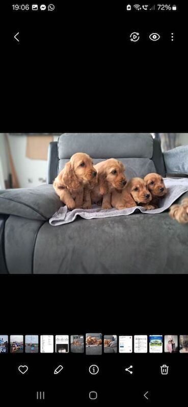 Cocker Spaniel puppies for sale in Castlederg, County Tyrone – 8 weeks old - Image 3 of 3