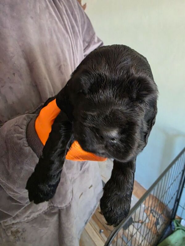 Beautiful cocker spaniel pups for sale in Northwood, Greater London