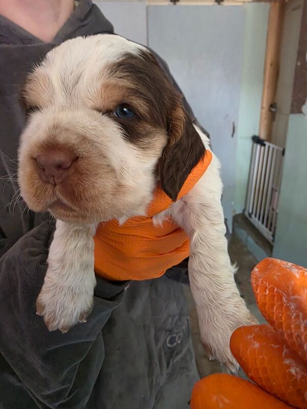 Beautiful cocker spaniel pups for sale in Northwood, Greater London