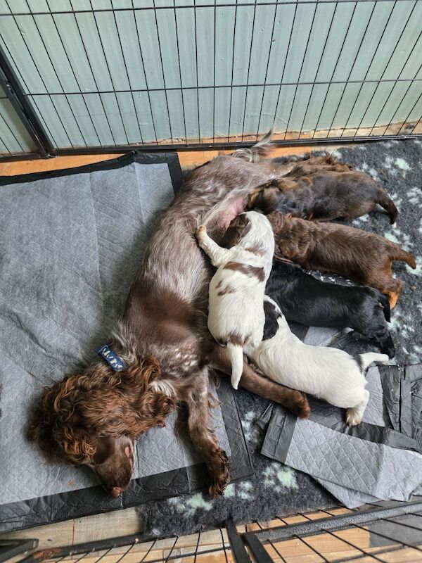 Beautiful cocker spaniel pups for sale in Northwood, Greater London | Image 1