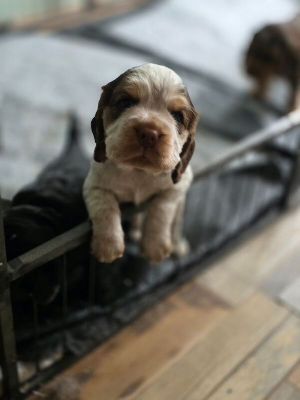 Beautiful cocker spaniel pups for sale in Northwood, Greater London | Image 3