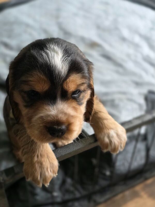 Beautiful cocker spaniel pups for sale in Northwood, Greater London | Image 2