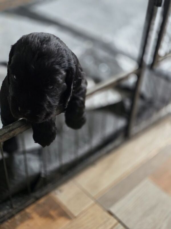Beautiful cocker spaniel pups for sale in Northwood, Greater London | Image 3