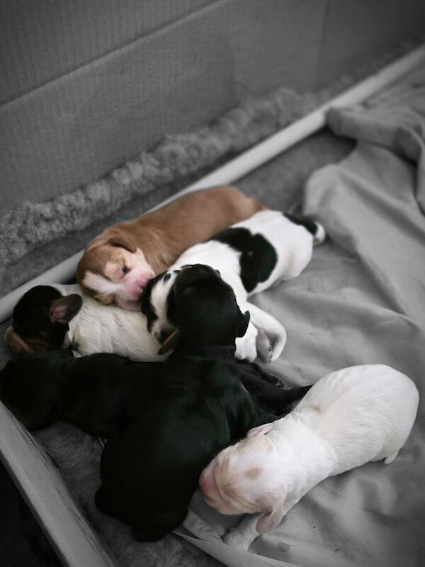 Cocker Spaniel puppies for sale in Hillingdon, Greater London – 5 weeks old