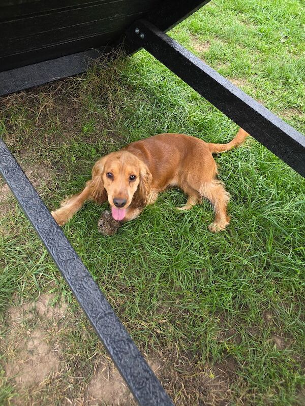 Cocker Spaniel puppies for sale in Hillingdon, Greater London – 9 weeks old - Image 2 of 9