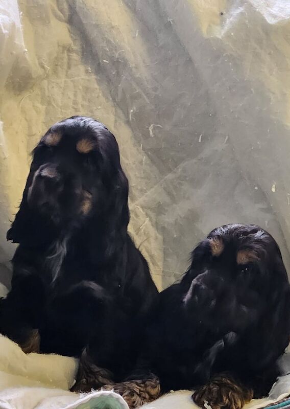 Beautiful cocker spaniel pups for sale in Maghera, County Londonderry