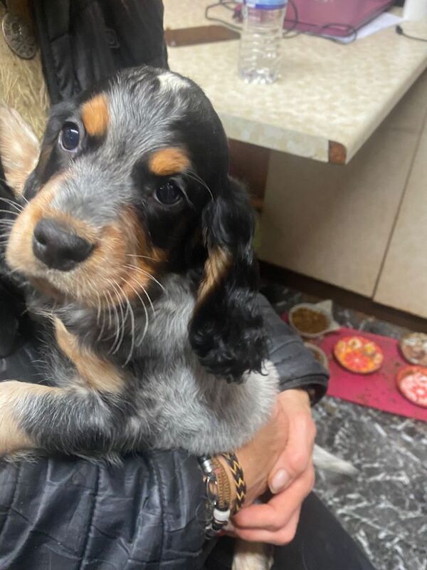 Cocker Spaniel puppies for sale in Hillingdon, Greater London – 9 weeks old - Image 3 of 9
