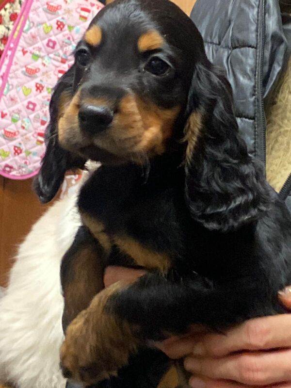 Cocker Spaniel puppies for sale in Hillingdon, Greater London – 9 weeks old - Image 4 of 9