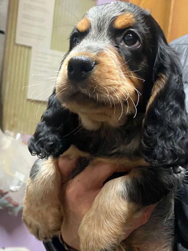Cocker Spaniel puppies for sale in Hillingdon, Greater London – 9 weeks old - Image 5 of 9
