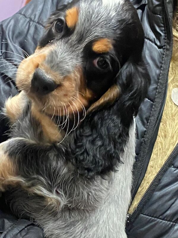 Cocker Spaniel puppies for sale in Hillingdon, Greater London – 9 weeks old - Image 6 of 9