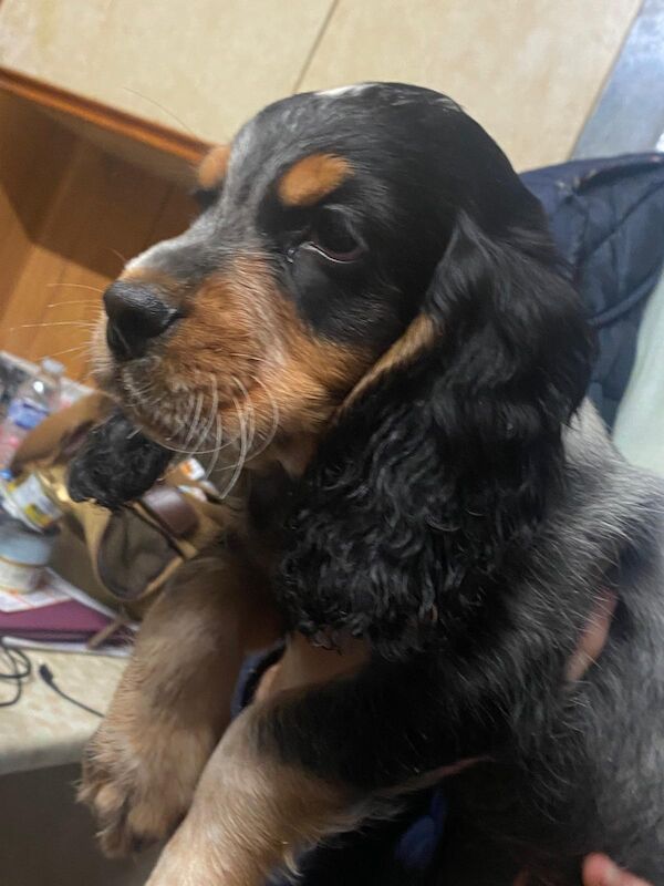Cocker Spaniel puppies for sale in Hillingdon, Greater London – 9 weeks old - Image 7 of 9