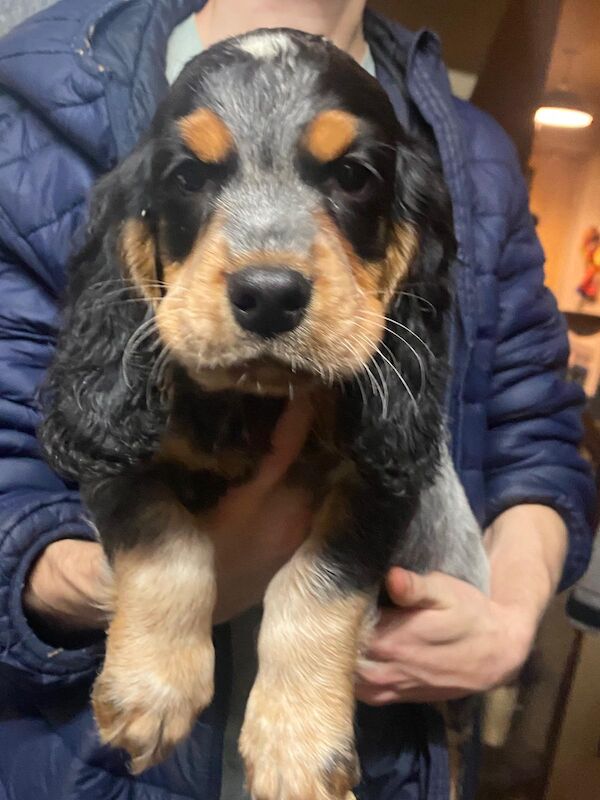 Cocker Spaniel puppies for sale in Hillingdon, Greater London – 9 weeks old - Image 8 of 9