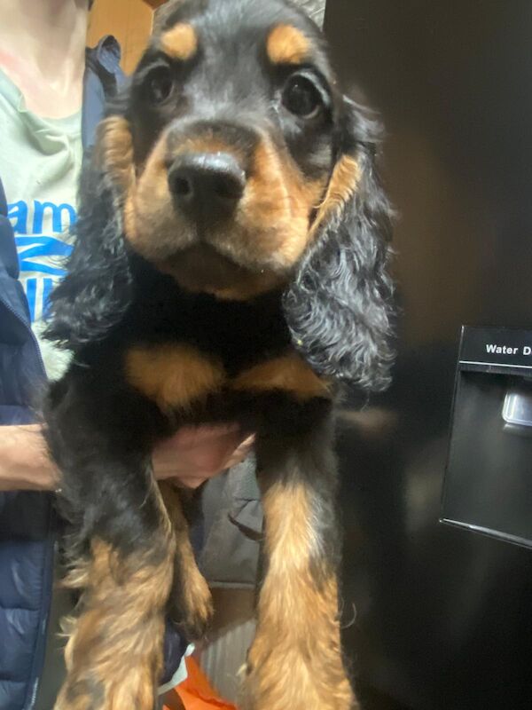 Cocker Spaniel puppies for sale in Hillingdon, Greater London – 9 weeks old - Image 9 of 9