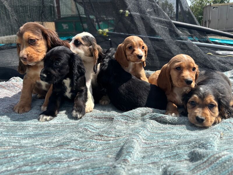 beautiful cocker spaniels