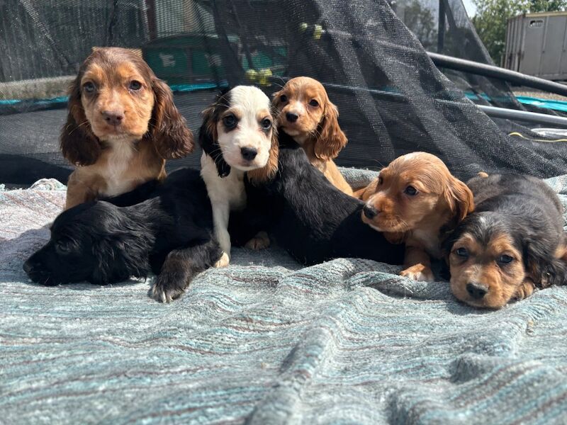 beautiful cocker spaniels - Image 2 of 4