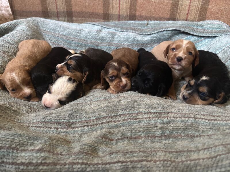 beautiful cocker spaniels - Image 4 of 4