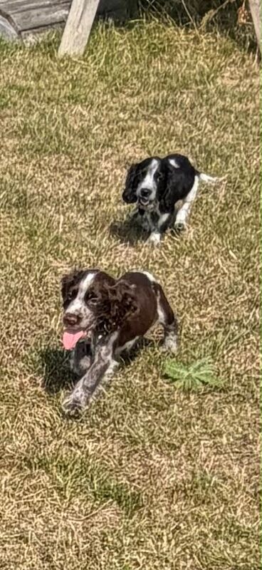 Beautiful cocker spaniels