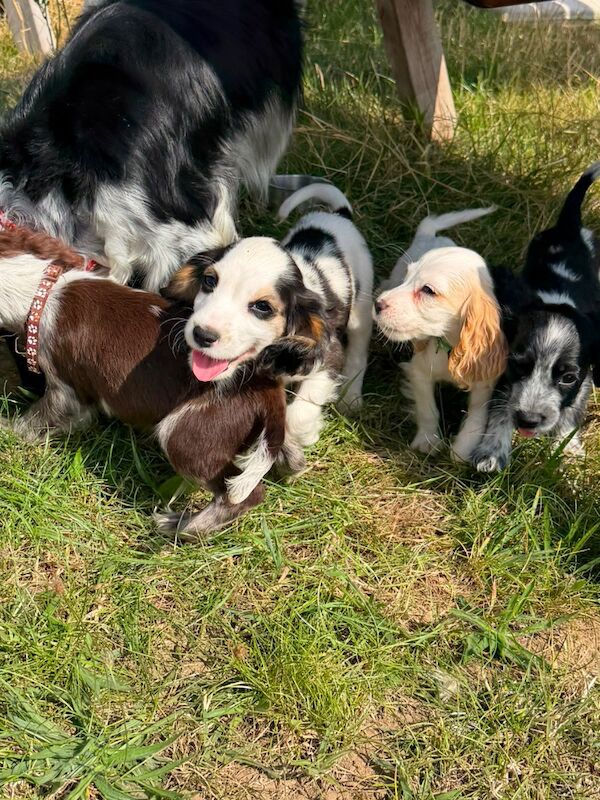 Beautiful cocker spaniels last girl!. - Image 2 of 15