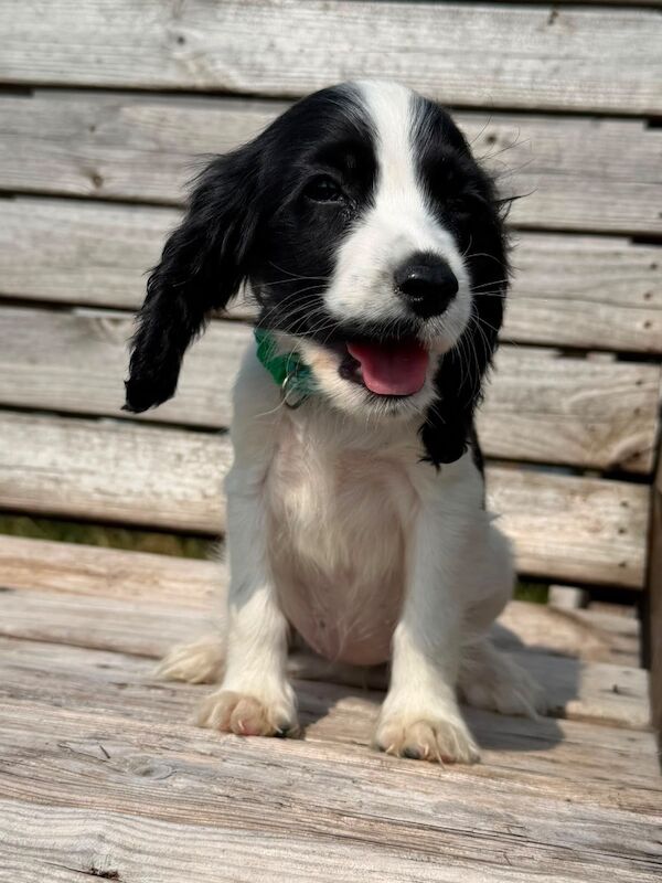 Beautiful cocker spaniels last girl!. - Image 3 of 15