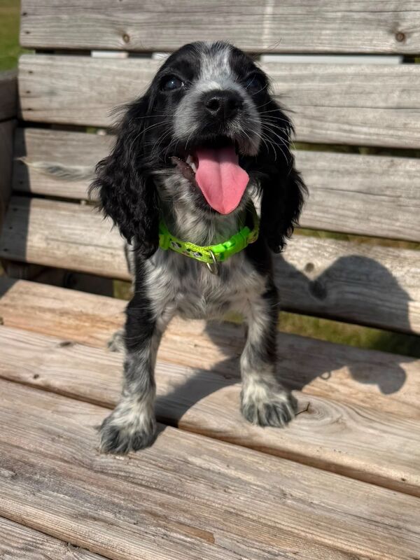 Beautiful cocker spaniels last girl!. - Image 4 of 15