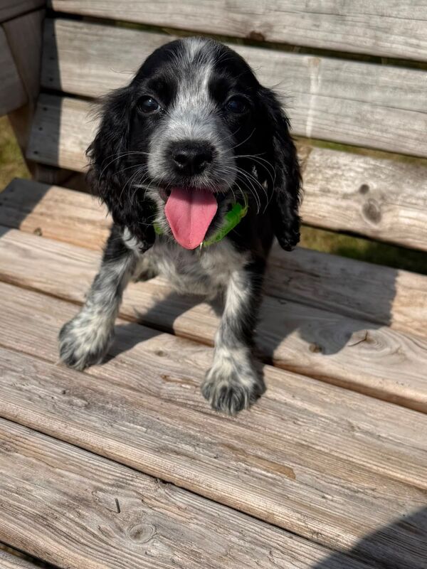 Beautiful cocker spaniels last girl!. - Image 5 of 15