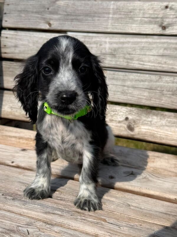 Beautiful cocker spaniels last girl!. - Image 6 of 15