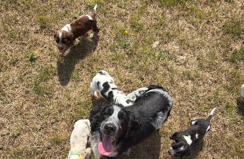 Beautiful cocker spaniels last girl!. - Image 8 of 15