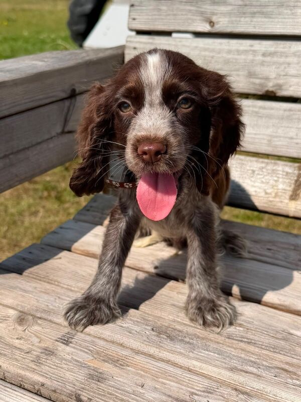 Beautiful cocker spaniels last girl!. - Image 9 of 15