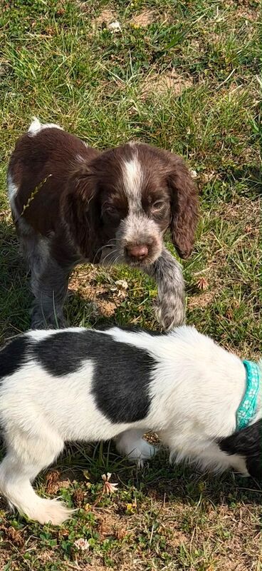 Beautiful cocker spaniels last girl!. - Image 10 of 15