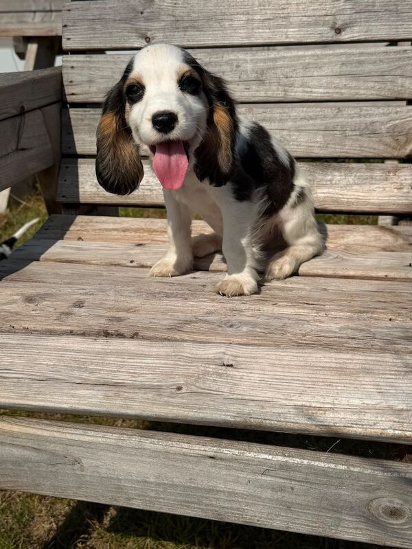 Beautiful cocker spaniels last girl!. - Image 11 of 15
