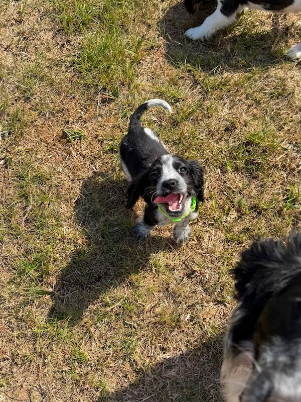 Beautiful cocker spaniels last girl!. - Image 12 of 15